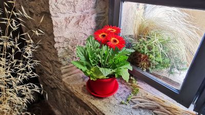 vaze u boji crvena gerber